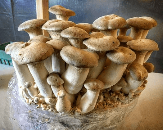 buy King Oyster Mushroom Growing Kit online