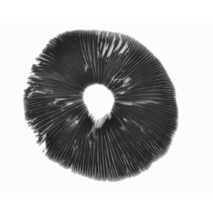 Buy Orissa India psilocybe cubensis spore print