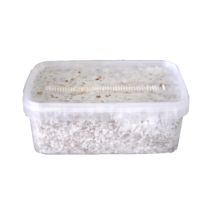 Magic Mushroom Grow Kit Colombia XP by FreshMushrooms®
