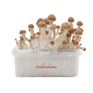 Magic mushroom grow kit Ecuador XP by FreshMushrooms®