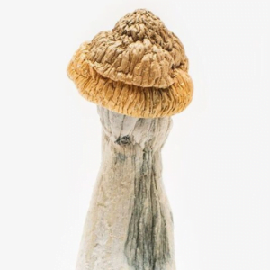 Buy Penis Envy Mushrooms