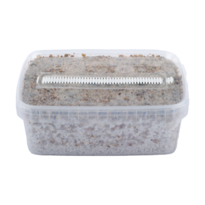 Short Dated Magic Mushroom Grow Kit
