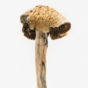 Buy Brazilian Mushrooms