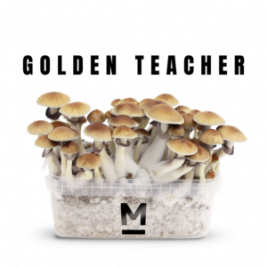 Magic Mushroom Grow Kit Golden Teacher by Mondo®